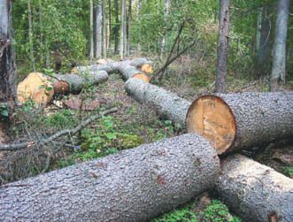 Підвищення ефективності використання і лісосировинних ресурсів у деревообробці 2